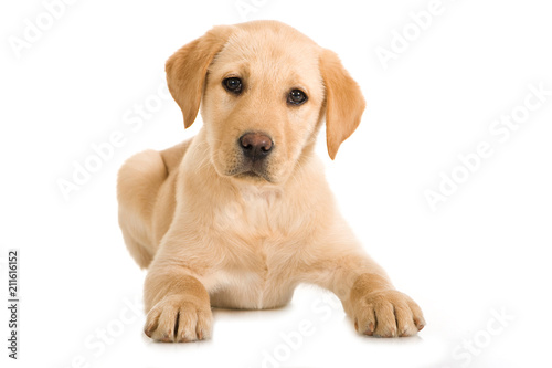 Liegender Labrador Retriever Welpe isoliert auf weißem Hintergrund Poster Mural XXL