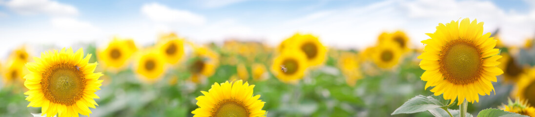 Fotomurales - Summer Landscape of Golden Sunflower Field