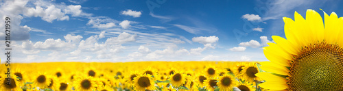 Fotografía Summer Landscape of Golden Sunflower Field