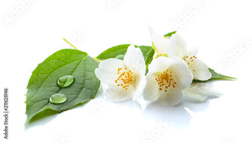 Branch of blooming jasmine on white background. Poster Mural XXL