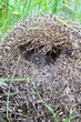 a hedgehog close up