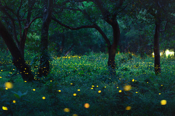 Wall Mural - Bokeh light of firefly in forest