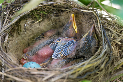 Fotografia Singdrossel Nest zwischen Weinblättern mit 2 Küken und Ei 2