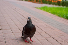 A Curious Pigeon Walks Along The Path, Peering Into The Camera Lens.