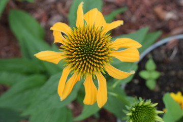 yellow flower