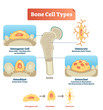 Vector illustration bone cell types diagram. Scheme of osteogenic cell, osteoblast, osteocyte. Medical visualization of stem cells, bone tissue and resorption.