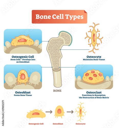 Fotografía Vector illustration bone cell types diagram
