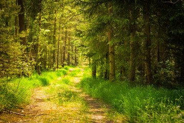  a sunny path in the forest