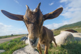 Fototapeta  - Young portuguese goat at the sunny summer day