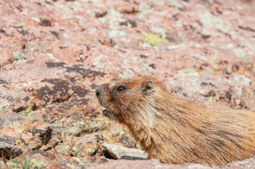 Marmot, Colorado