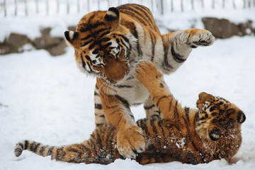 Wall Mural - siberian (amur) tiger cub playing on the snow with mother