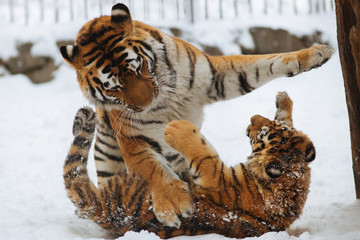 Wall Mural - siberian (amur) tiger cub playing on the snow with mother