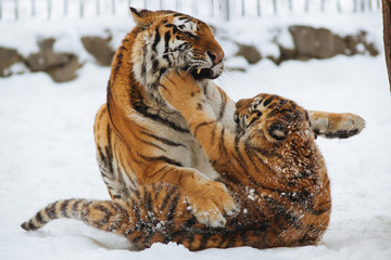 Wall Mural - siberian (amur) tiger cub playing on the snow with mother