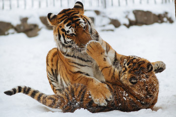Wall Mural - siberian (amur) tiger cub playing on the snow with mother