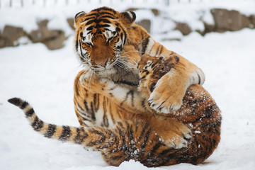 Wall Mural - siberian (amur) tiger cub playing on the snow with mother