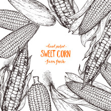 Corn On The Cob Hand Drawn Vector Illustration. Corn Sketch Illustration. Engraving Style, Vintage Design.