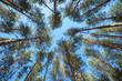 pines view to the sky