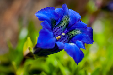 Close photo of bright blue flowers of stemless gentian (Gentiana acaulis)