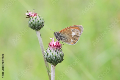 Papillon Sur Fleur De Chardon Buy This Stock Photo And