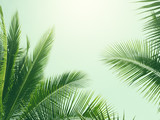 Fototapeta  - coconut palm tree in vintage style