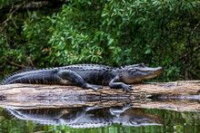 Adult Alligator Resting On A Log In The River