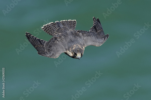 Cuadros en Lienzo Peregrine falcon in its natural habitat in Denmark