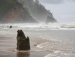 Stump from Ghost Forest, Neskowin, Tillamook County, Oregon