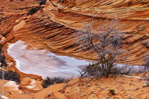 Fotografia, Obraz  Tenacious Tree In Rock & Ice