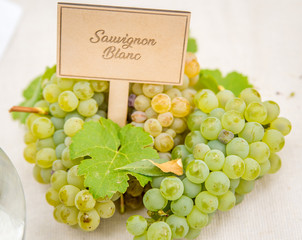 Sauvignon Blanc Grapes & Leaves