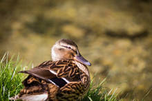 Female Duck Settled In Grass By The Riverside Resting Her Beak On Her Breast
