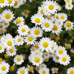 Wall Mural - Marguerite flowers background