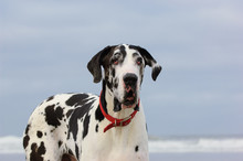 Great Dane Dog Outdoor Portrait At Ocean Beach