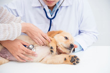 Closeup Shot Of Veterinarian Hands Checking Dog By Stethoscope In Vet Clinic.