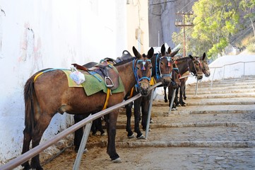 The donkeys for transportation above the volcanic caldera in the village of Thira in Santorini island, Greece