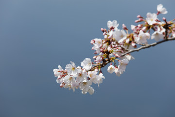 Wall Mural - cherry blossoms (Somei-yoshino)