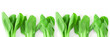 Baby bok choy on white background. Healthy food for good healt concept. Vegetables concept.