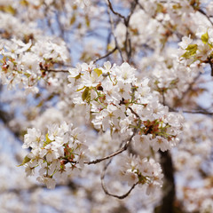 Wall Mural - cherry blossoms (Somei-yoshino)