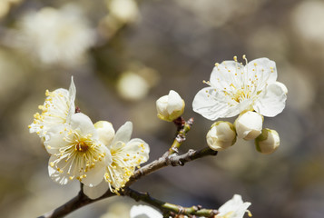 Wall Mural - white plum blossoms