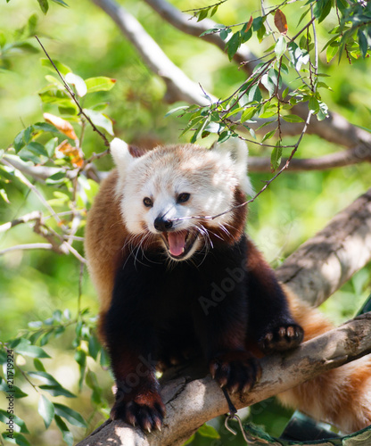 Zdjęcie XXL Czerwona panda spoczywa na gałęzi pomiędzy karmieniami
