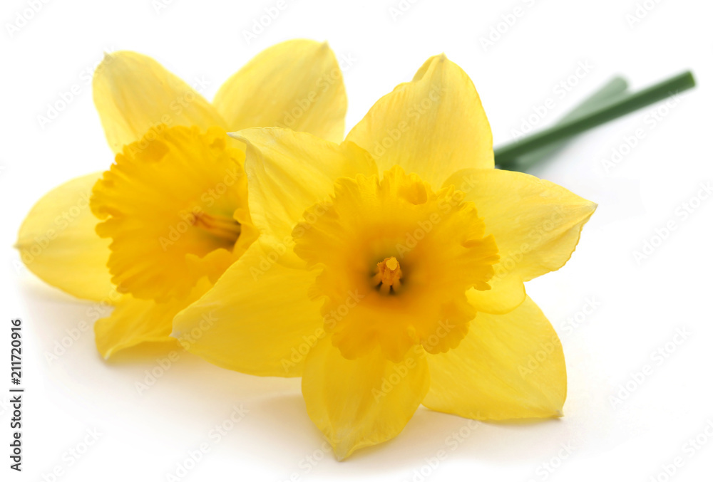 Flower daffodil - obrazy, fototapety, plakaty 
