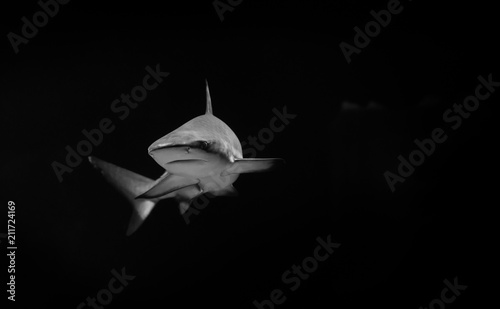 White shark in the dark Poster Mural XXL