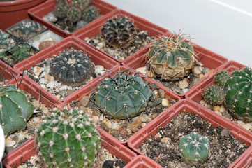 Cacti collection growing on window sill