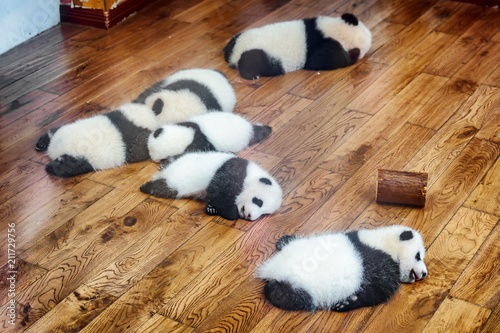 Six Giant Panda Cubs Sleeping On Wooden Floor Buy This Stock