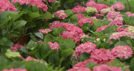 Canvas Print - Pink hydrangea flower field