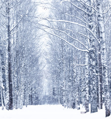 Poster - Winter snowy day in a beautiful forest