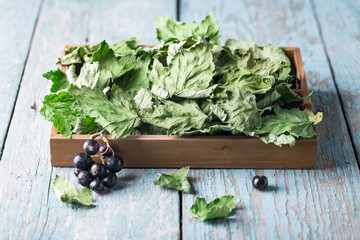 Wall Mural - Dehydrated blackcurrant leaves in a box on blue wooden background