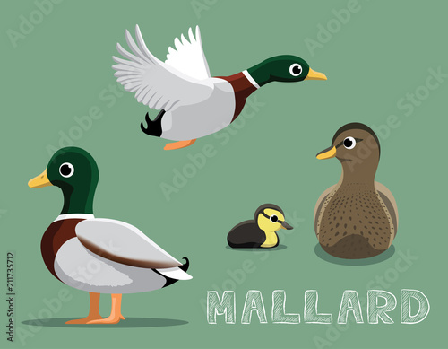 Cuadros en Lienzo Mallard Cartoon Vector Illustration