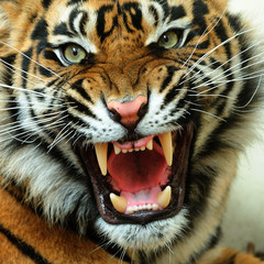 angry tiger