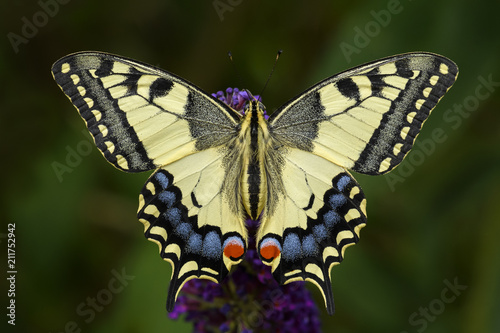Fotografía Old World Swallowtail butterfly - Papilio machaon, beautiful colored iconic butterfly from European meadows and grasslands