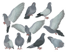 Grey Pigeons Set, Doves In Different Poses Vector Illustrations On A White Background